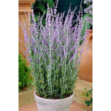 Перовскія лебедолиста Блю Спайр | Perovskia atriplicifolia Blue Spire | Перовския лебедолистная Блю Спайр