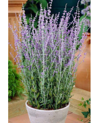 Перовскія лебедолиста Блю Спайр | Perovskia atriplicifolia Blue Spire | Перовския лебедолистная Блю Спайр