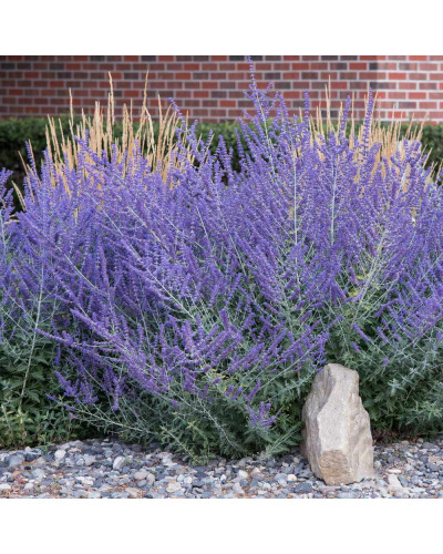 Перовскія лебедолиста Блю Спайр | Perovskia atriplicifolia Blue Spire | Перовския лебедолистная Блю Спайр