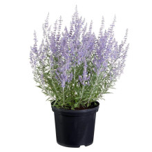 Перовскія лебедолиста Блю Спайр | Perovskia atriplicifolia Blue Spire | Перовския лебедолистная Блю Спайр