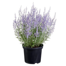 Перовскія лебедолиста Блю Спайр | Perovskia atriplicifolia Blue Spire | Перовския лебедолистная Блю Спайр