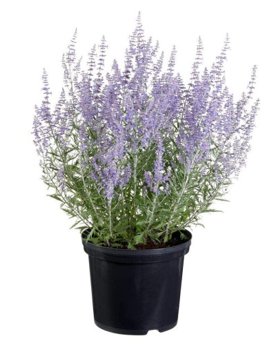 Перовскія лебедолиста Блю Спайр | Perovskia atriplicifolia Blue Spire | Перовския лебедолистная Блю Спайр