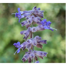 Перовскія лебедолиста Блю Спайр | Perovskia atriplicifolia Blue Spire | Перовския лебедолистная Блю Спайр