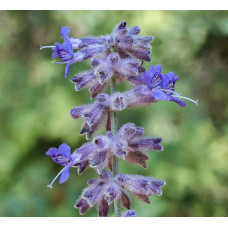Перовскія лебедолиста Блю Спайр | Perovskia atriplicifolia Blue Spire | Перовския лебедолистная Блю Спайр