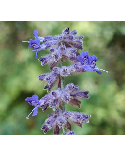 Перовскія лебедолиста Блю Спайр | Perovskia atriplicifolia Blue Spire | Перовския лебедолистная Блю Спайр