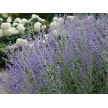 Перовскія лебедолиста Блю Спайр | Perovskia atriplicifolia Blue Spire | Перовския лебедолистная Блю Спайр