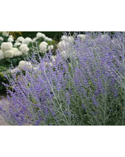 Перовскія лебедолиста Блю Спайр | Perovskia atriplicifolia Blue Spire | Перовския лебедолистная Блю Спайр
