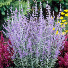 Перовскія лебедолиста Блю Спайр | Perovskia atriplicifolia Blue Spire | Перовския лебедолистная Блю Спайр