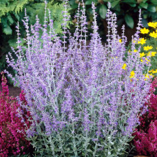 Перовскія лебедолиста Блю Спайр | Perovskia atriplicifolia Blue Spire | Перовския лебедолистная Блю Спайр