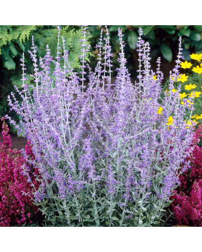 Перовскія лебедолиста Блю Спайр | Perovskia atriplicifolia Blue Spire | Перовския лебедолистная Блю Спайр