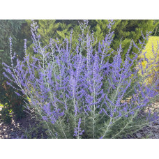 Перовскія лебедолиста Блю Спайр | Perovskia atriplicifolia Blue Spire | Перовския лебедолистная Блю Спайр