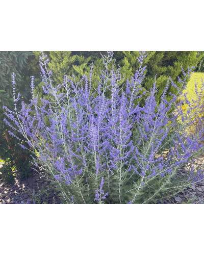 Перовскія лебедолиста Блю Спайр | Perovskia atriplicifolia Blue Spire | Перовския лебедолистная Блю Спайр