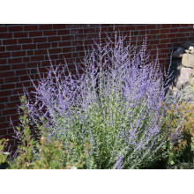 Перовскія лебедолиста Блю Спайр | Perovskia atriplicifolia Blue Spire | Перовския лебедолистная Блю Спайр