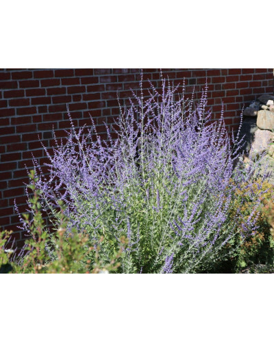 Перовскія лебедолиста Блю Спайр | Perovskia atriplicifolia Blue Spire | Перовския лебедолистная Блю Спайр