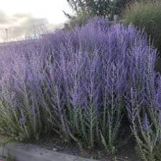 Перовскія лебедолиста Блю Спайр | Perovskia atriplicifolia Blue Spire | Перовския лебедолистная Блю Спайр