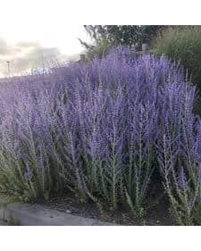 Перовскія лебедолиста Блю Спайр | Perovskia atriplicifolia Blue Spire | Перовския лебедолистная Блю Спайр