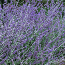 Перовскія лебедолиста Блю Спайр | Perovskia atriplicifolia Blue Spire | Перовския лебедолистная Блю Спайр