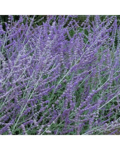 Перовскія лебедолиста Блю Спайр | Perovskia atriplicifolia Blue Spire | Перовския лебедолистная Блю Спайр