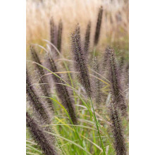 Пенісетум лисохвостий ‘Блек Б’юті’ | Pennisetum alopecuroides ‘Black Beauty’ | Пенисетум лисохвостый ’Блэк Бьюти’