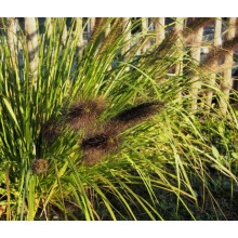 Пенісетум лисохвостий ‘Блек Б’юті’ | Pennisetum alopecuroides ‘Black Beauty’ | Пенисетум лисохвостый ’Блэк Бьюти’