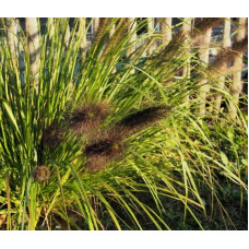 Пенісетум лисохвостий ‘Блек Б’юті’ | Pennisetum alopecuroides ‘Black Beauty’ | Пенисетум лисохвостый ’Блэк Бьюти’