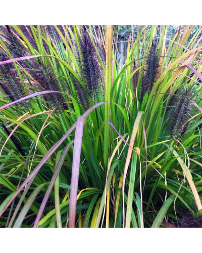 Пенісетум лисохвостий ‘Блек Б’юті’ | Pennisetum alopecuroides ‘Black Beauty’ | Пенисетум лисохвостый ’Блэк Бьюти’