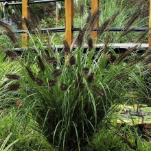 Пенісетум лисохвостий ‘Блек Б’юті’ | Pennisetum alopecuroides ‘Black Beauty’ | Пенисетум лисохвостый ’Блэк Бьюти’