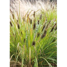 Пенісетум лисохвостий ‘Блек Б’юті’ | Pennisetum alopecuroides ‘Black Beauty’ | Пенисетум лисохвостый ’Блэк Бьюти’