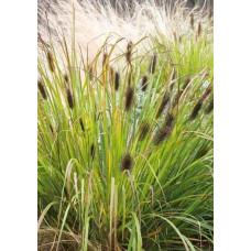 Пенісетум лисохвостий ‘Блек Б’юті’ | Pennisetum alopecuroides ‘Black Beauty’ | Пенисетум лисохвостый ’Блэк Бьюти’