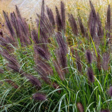 Пенісетум лисохвостий ‘Блек Б’юті’ | Pennisetum alopecuroides ‘Black Beauty’ | Пенисетум лисохвостый ’Блэк Бьюти’