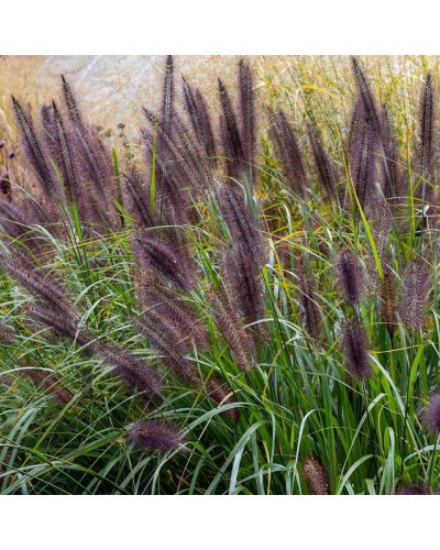 Пенісетум лисохвостий ‘Блек Б’юті’ | Pennisetum alopecuroides ‘Black Beauty’ | Пенисетум лисохвостый ’Блэк Бьюти’