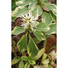 Пахісандра верхівкова Варієгата / Пахісандра Варієгата | Pachysandra terminalis Variegata | Пахисандра верхушечная Вариегата / Пахисандра Вариегата