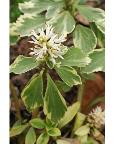 Пахісандра верхівкова Варієгата / Пахісандра Варієгата | Pachysandra terminalis Variegata | Пахисандра верхушечная Вариегата / Пахисандра Вариегата