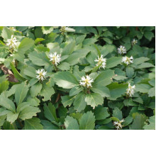 Пахісандра верхівкова Варієгата / Пахісандра Варієгата | Pachysandra terminalis Variegata | Пахисандра верхушечная Вариегата / Пахисандра Вариегата