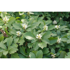 Пахісандра верхівкова Варієгата / Пахісандра Варієгата | Pachysandra terminalis Variegata | Пахисандра верхушечная Вариегата / Пахисандра Вариегата