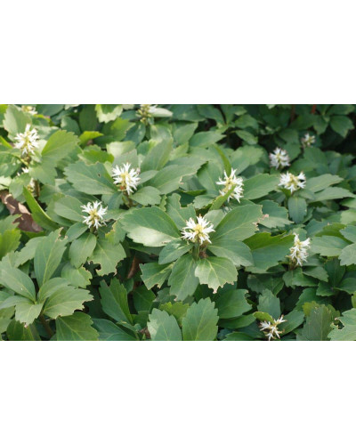Пахісандра верхівкова Варієгата / Пахісандра Варієгата | Pachysandra terminalis Variegata | Пахисандра верхушечная Вариегата / Пахисандра Вариегата