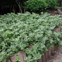 Пахісандра верхівкова Варієгата / Пахісандра Варієгата | Pachysandra terminalis Variegata | Пахисандра верхушечная Вариегата / Пахисандра Вариегата