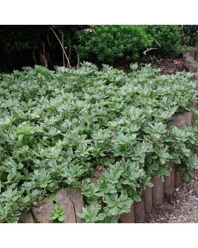 Пахісандра верхівкова Варієгата / Пахісандра Варієгата | Pachysandra terminalis Variegata | Пахисандра верхушечная Вариегата / Пахисандра Вариегата