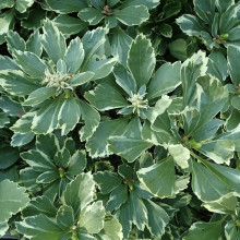 Пахісандра верхівкова Варієгата / Пахісандра Варієгата | Pachysandra terminalis Variegata | Пахисандра верхушечная Вариегата / Пахисандра Вариегата