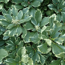 Пахісандра верхівкова Варієгата / Пахісандра Варієгата | Pachysandra terminalis Variegata | Пахисандра верхушечная Вариегата / Пахисандра Вариегата
