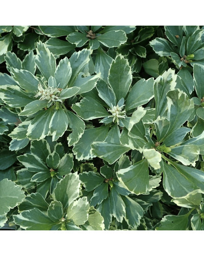 Пахісандра верхівкова Варієгата / Пахісандра Варієгата | Pachysandra terminalis Variegata | Пахисандра верхушечная Вариегата / Пахисандра Вариегата