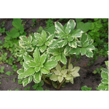 Пахісандра верхівкова Варієгата / Пахісандра Варієгата | Pachysandra terminalis Variegata | Пахисандра верхушечная Вариегата / Пахисандра Вариегата