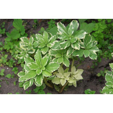 Пахісандра верхівкова Варієгата / Пахісандра Варієгата | Pachysandra terminalis Variegata | Пахисандра верхушечная Вариегата / Пахисандра Вариегата