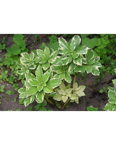 Пахісандра верхівкова Варієгата / Пахісандра Варієгата | Pachysandra terminalis Variegata | Пахисандра верхушечная Вариегата / Пахисандра Вариегата