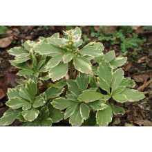 Пахісандра верхівкова Варієгата / Пахісандра Варієгата | Pachysandra terminalis Variegata | Пахисандра верхушечная Вариегата / Пахисандра Вариегата