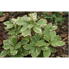 Пахісандра верхівкова Варієгата / Пахісандра Варієгата | Pachysandra terminalis Variegata | Пахисандра верхушечная Вариегата / Пахисандра Вариегата