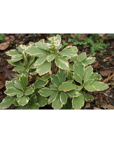 Пахісандра верхівкова Варієгата / Пахісандра Варієгата | Pachysandra terminalis Variegata | Пахисандра верхушечная Вариегата / Пахисандра Вариегата