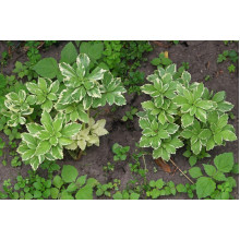 Пахісандра верхівкова Варієгата / Пахісандра Варієгата | Pachysandra terminalis Variegata | Пахисандра верхушечная Вариегата / Пахисандра Вариегата