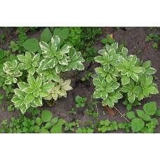 Пахісандра верхівкова Варієгата / Пахісандра Варієгата | Pachysandra terminalis Variegata | Пахисандра верхушечная Вариегата / Пахисандра Вариегата