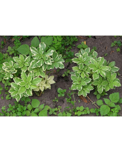 Пахісандра верхівкова Варієгата / Пахісандра Варієгата | Pachysandra terminalis Variegata | Пахисандра верхушечная Вариегата / Пахисандра Вариегата